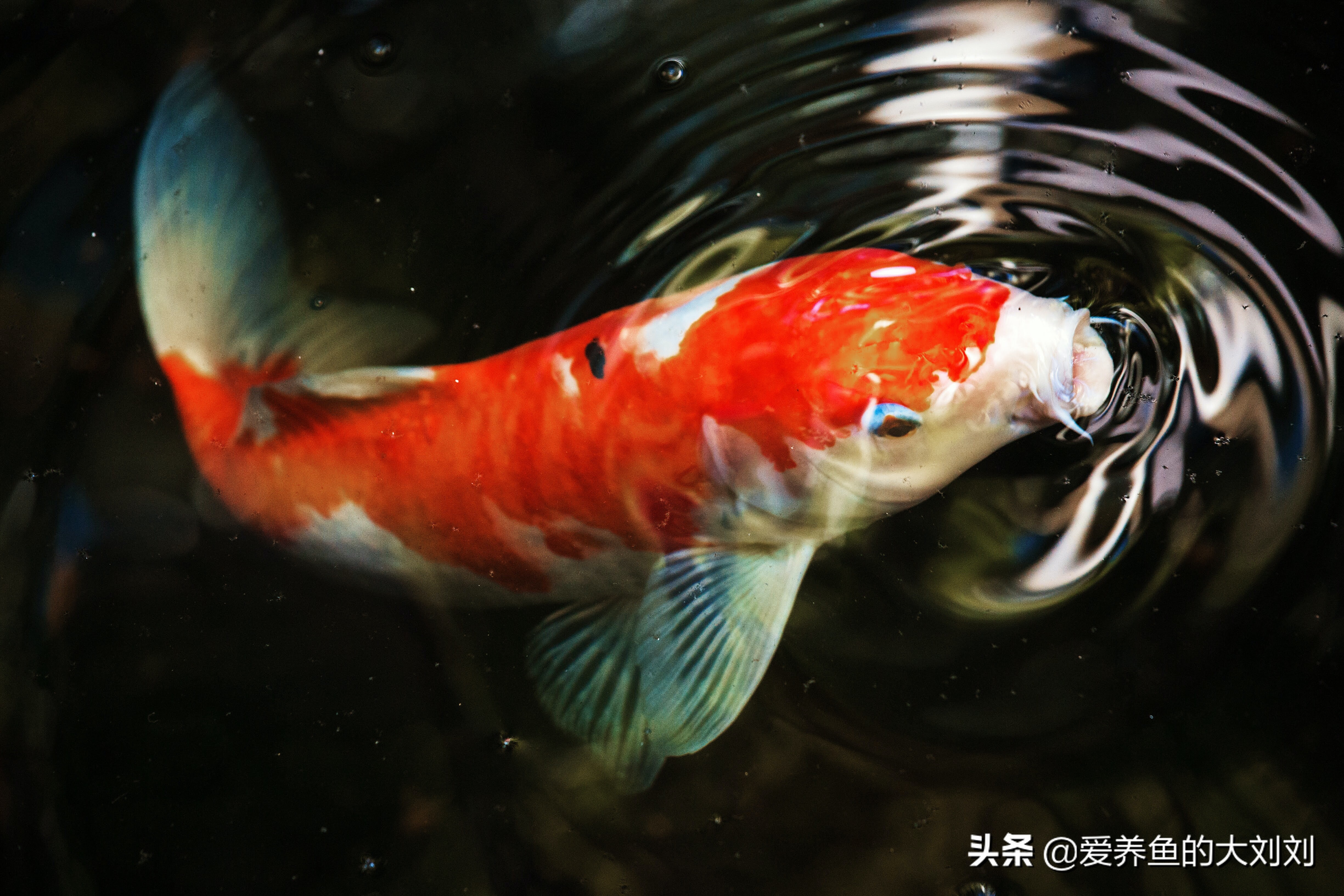 鱼缸养锦鲤鱼的最佳温度是多少,锦鲤鱼怎么养才能开始快速长大