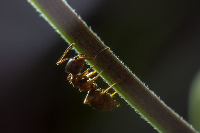 蚂蚁对人类的危害和疾病的治疗,当蚂蚁遇见入侵的虫子