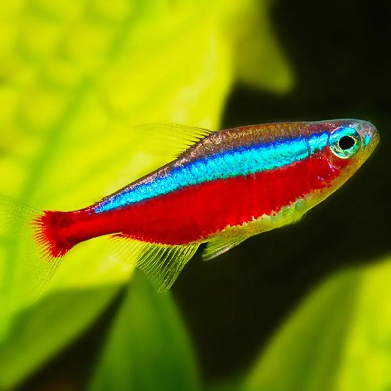 养观赏鱼新手入门教程,新手养观赏鱼养什么鱼好