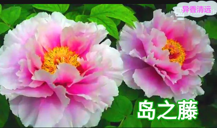 雍容华贵的国之牡丹惊艳了世界,美丽富贵的国花洛阳牡丹