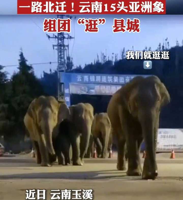 云南象群迁徙损失,云南象群迁徙事故