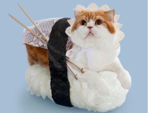 猫咪厌食的原因和解决方法,猫咪突然吃猫粮吃得很少怎么办