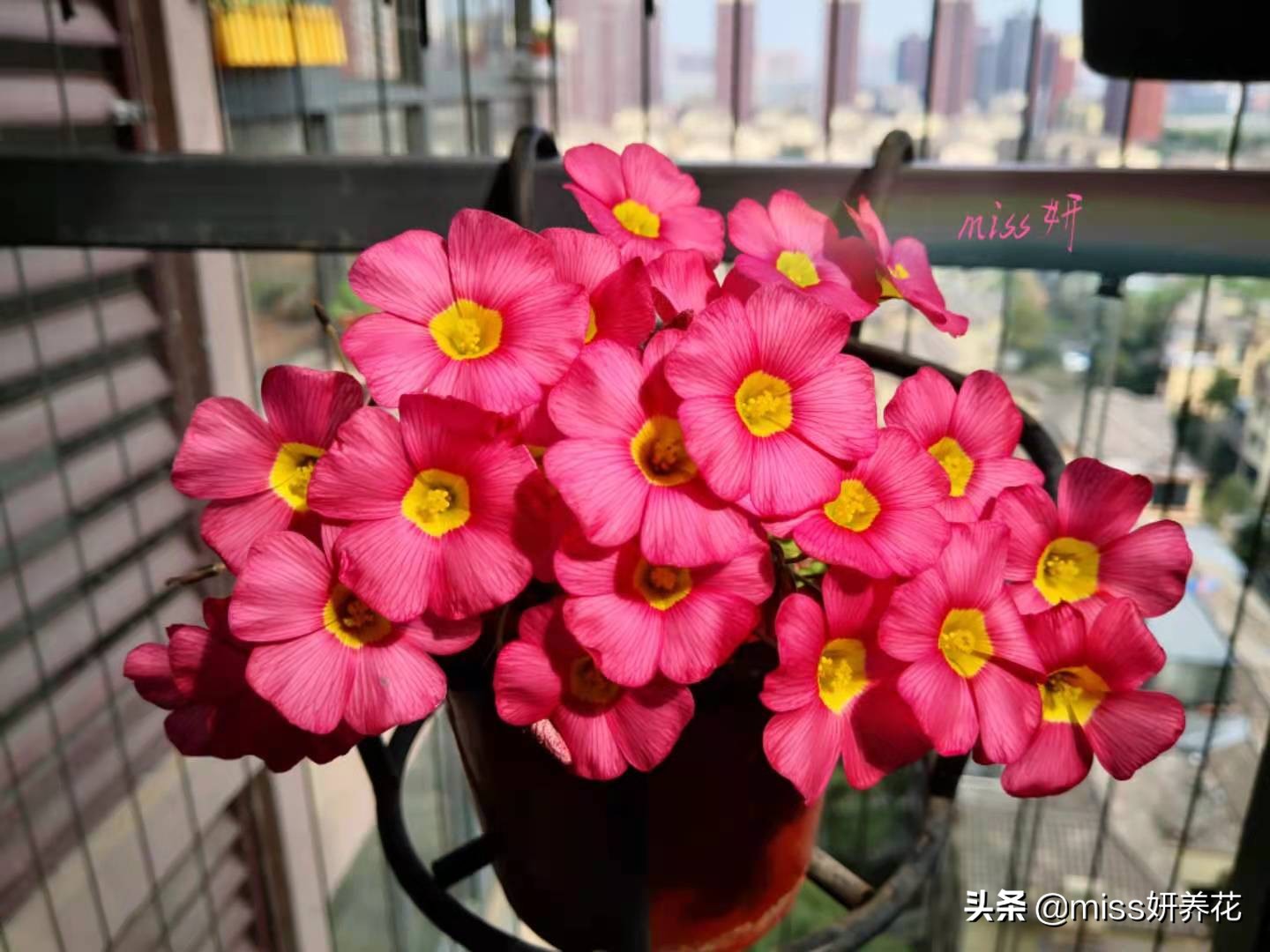 酢浆草种球品种图鉴大全,酢浆草种球品种图鉴