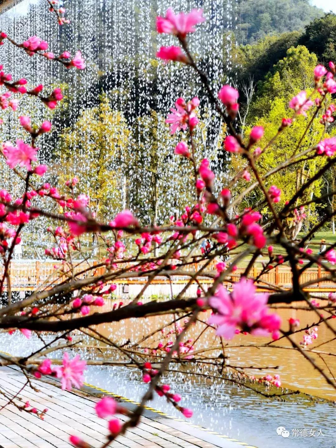 桃花源又见桃花开,盛景等君来,你若不来、花为谁开?