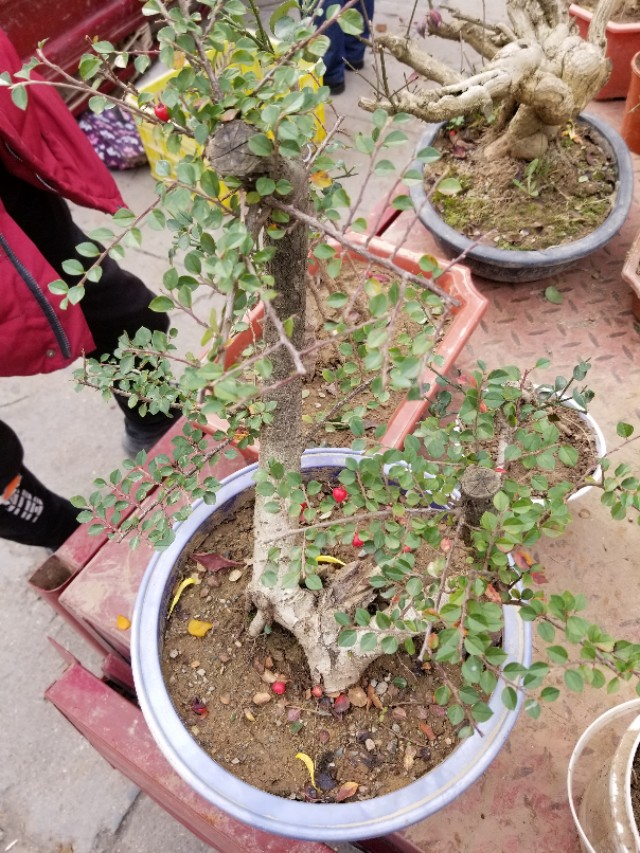 平枝栒子产地,最近卖平枝栒子