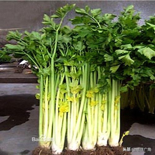 山东标志性美食图片,山东特色优质农产品目录