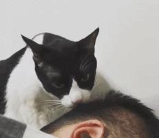 猫咪被陌生的狗舔了什么感受,被猫咪舔手指头是什么感觉