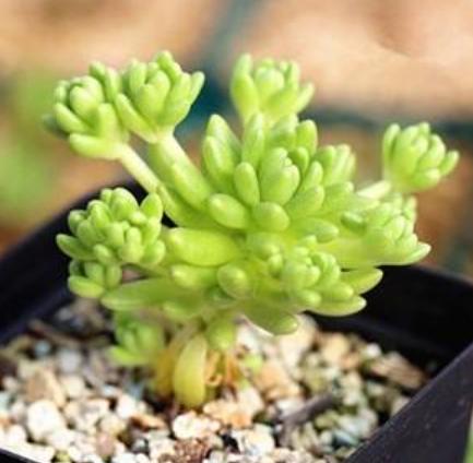 新手种多肉用什么花盆最好,刚种多肉用什么土