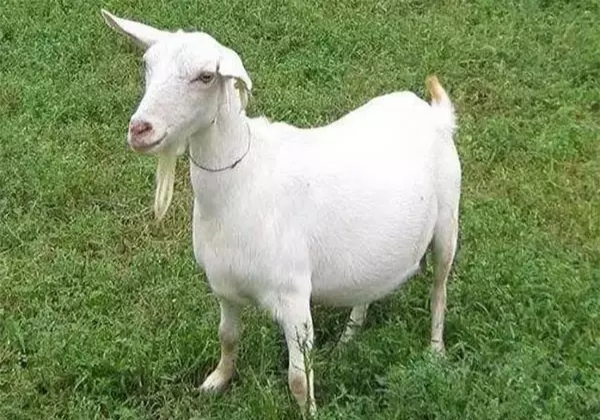 怎么观察羊是否怀孕,如何观察母羊是否怀孕