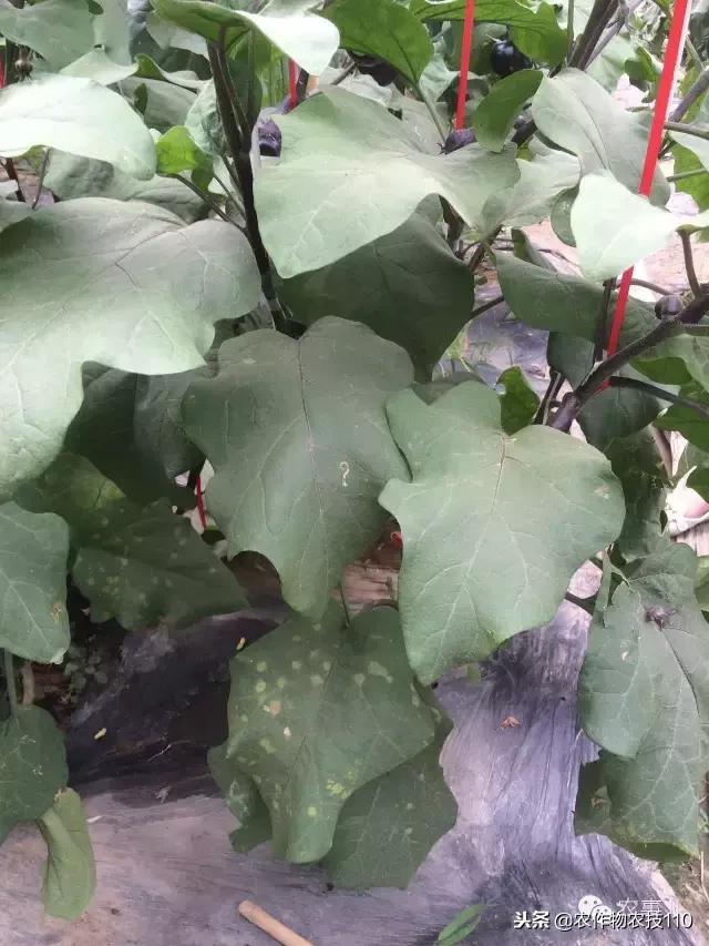 种茄子的六个步骤简短文字,种茄子的基本知识