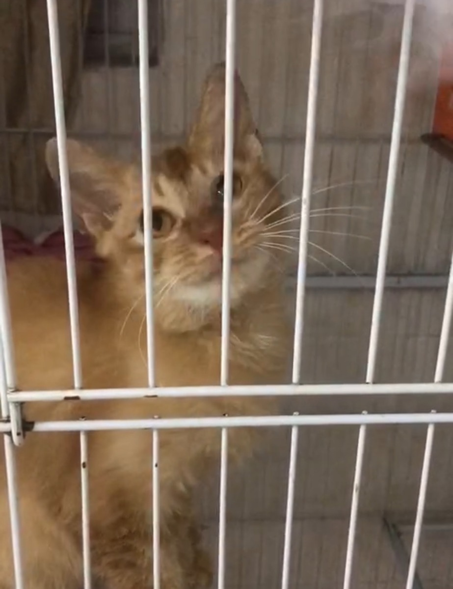 流浪猫救助后续问题,流浪猫的救助正确办法