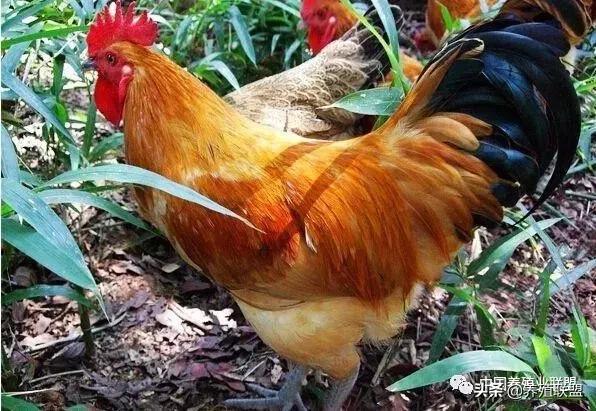 土鸡为啥都淘汰了,土鸡无人问津