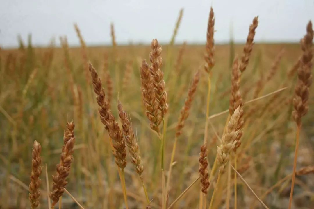 古浪崔国栋,古浪崔国栋猜谜语