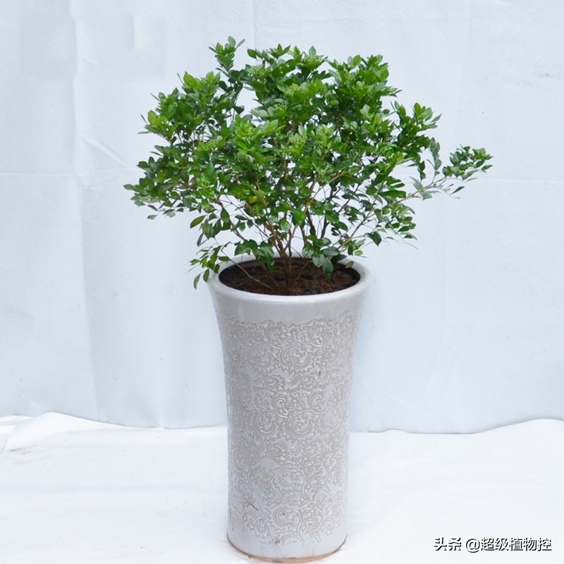 四季开花的香花植物,列举6种香花植物