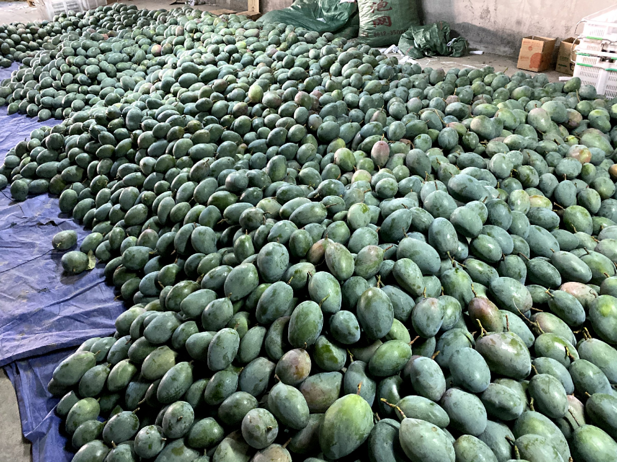 芒果切开没熟怎么催熟,实用生活小技巧芒果没熟怎么办