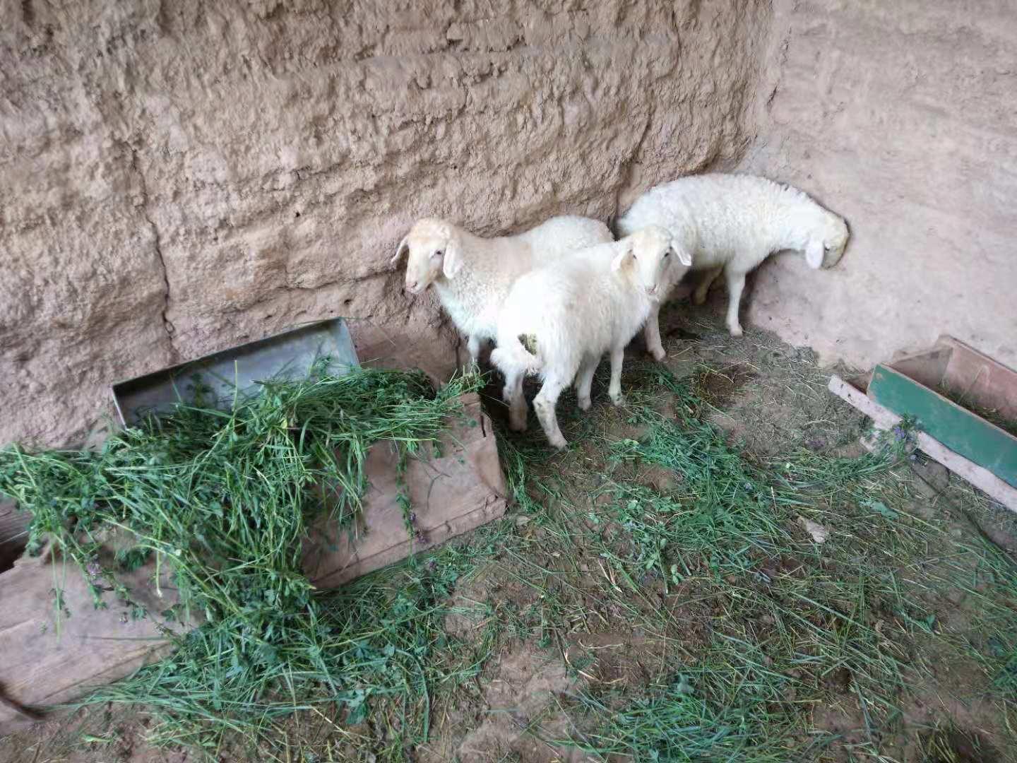 养羊容易出现的问题,养羊应注意的六大误区