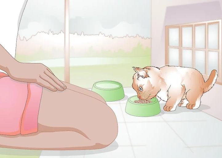 猫咪受伤怎么救助路边,猫咪受伤怎么治疗