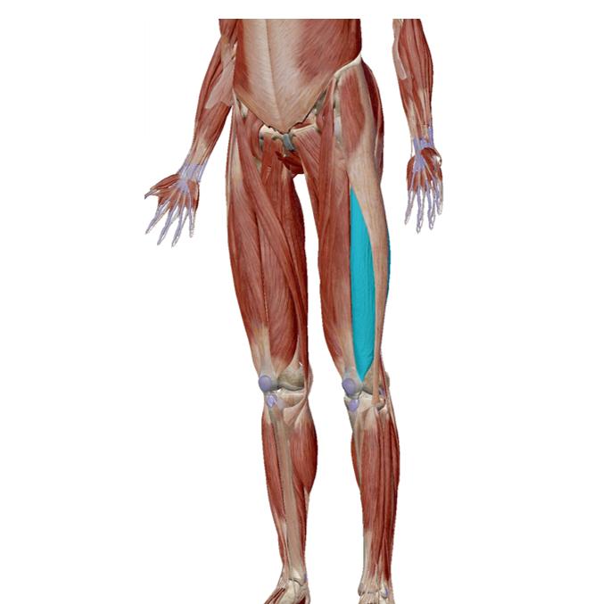 大腿特别粗怎么减,大腿粗怎么办教你一招解决