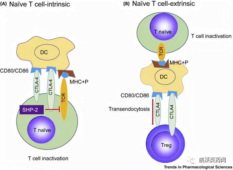 CTLA-4与免疫治疗,ctla-4介导的免疫治疗原理是什么