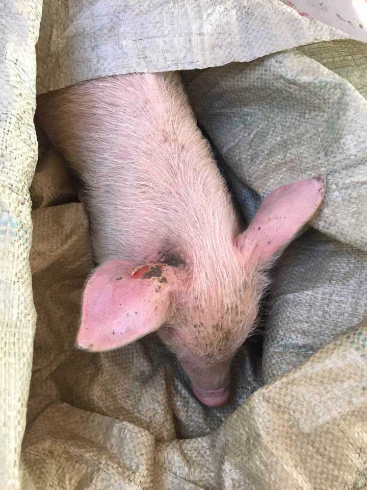 猪口蹄疫是秋冬常见病吗,猪口蹄疫是病毒还是细菌