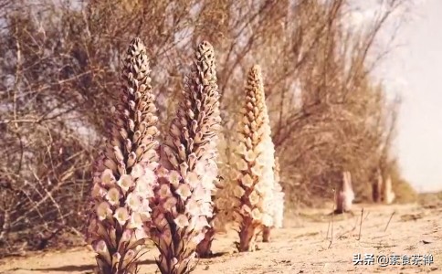 沙漠人参肉苁蓉哪里的最好,肉苁蓉生长环境与沙漠优势