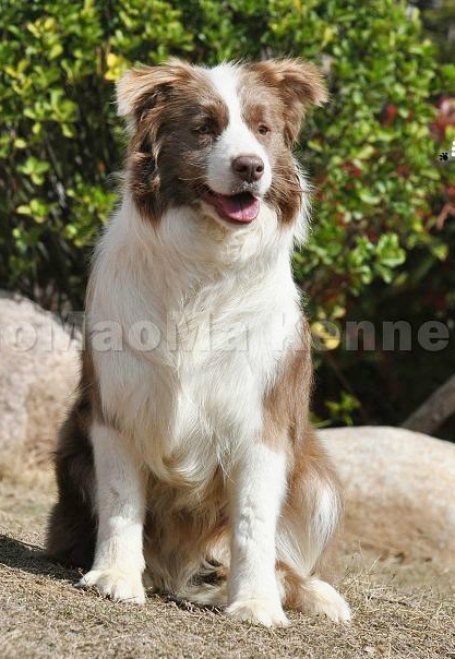 西安边境牧羊犬领养,领养边境牧羊犬幼崽