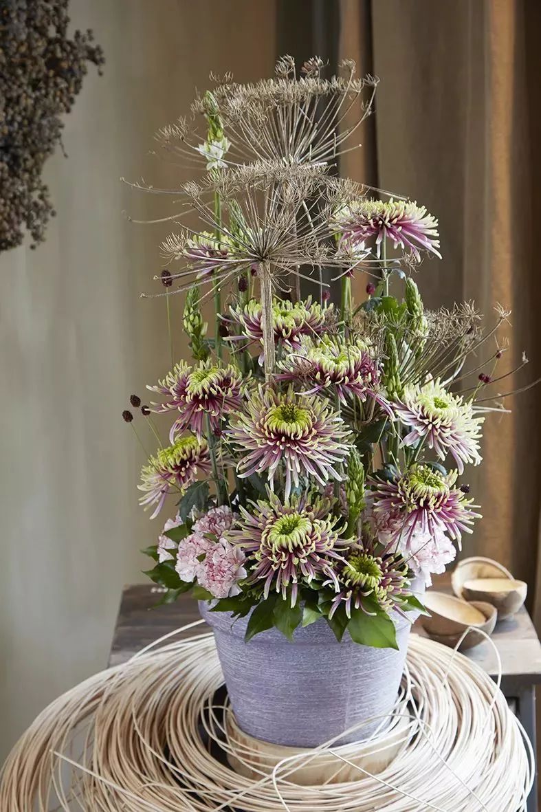 好看的切花菊推荐,好看好养的切花菊