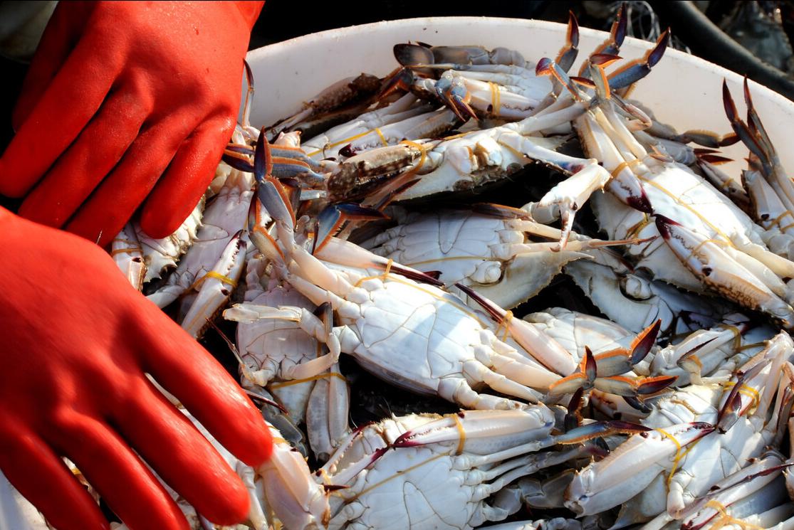 买螃蟹怎么选最有效,买螃蟹怎么挑选