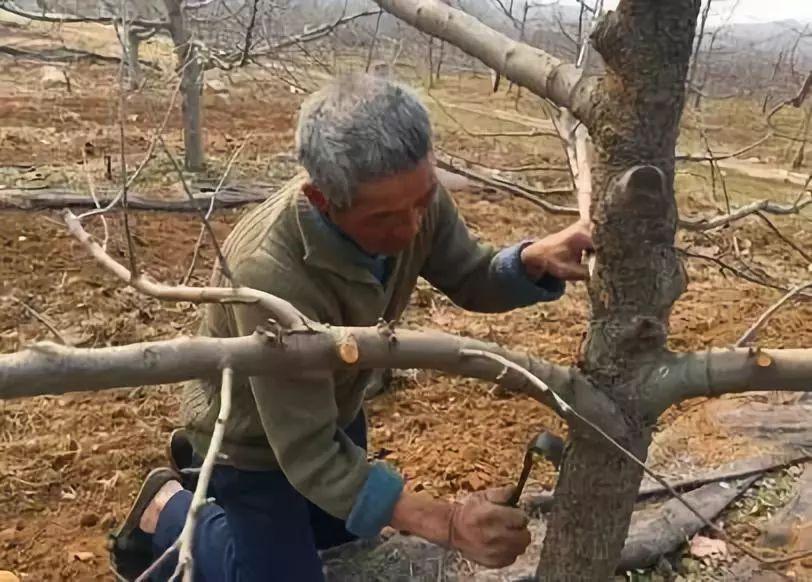 果树的癌症——苹果树腐烂病如何解决？果农朋友值得一看