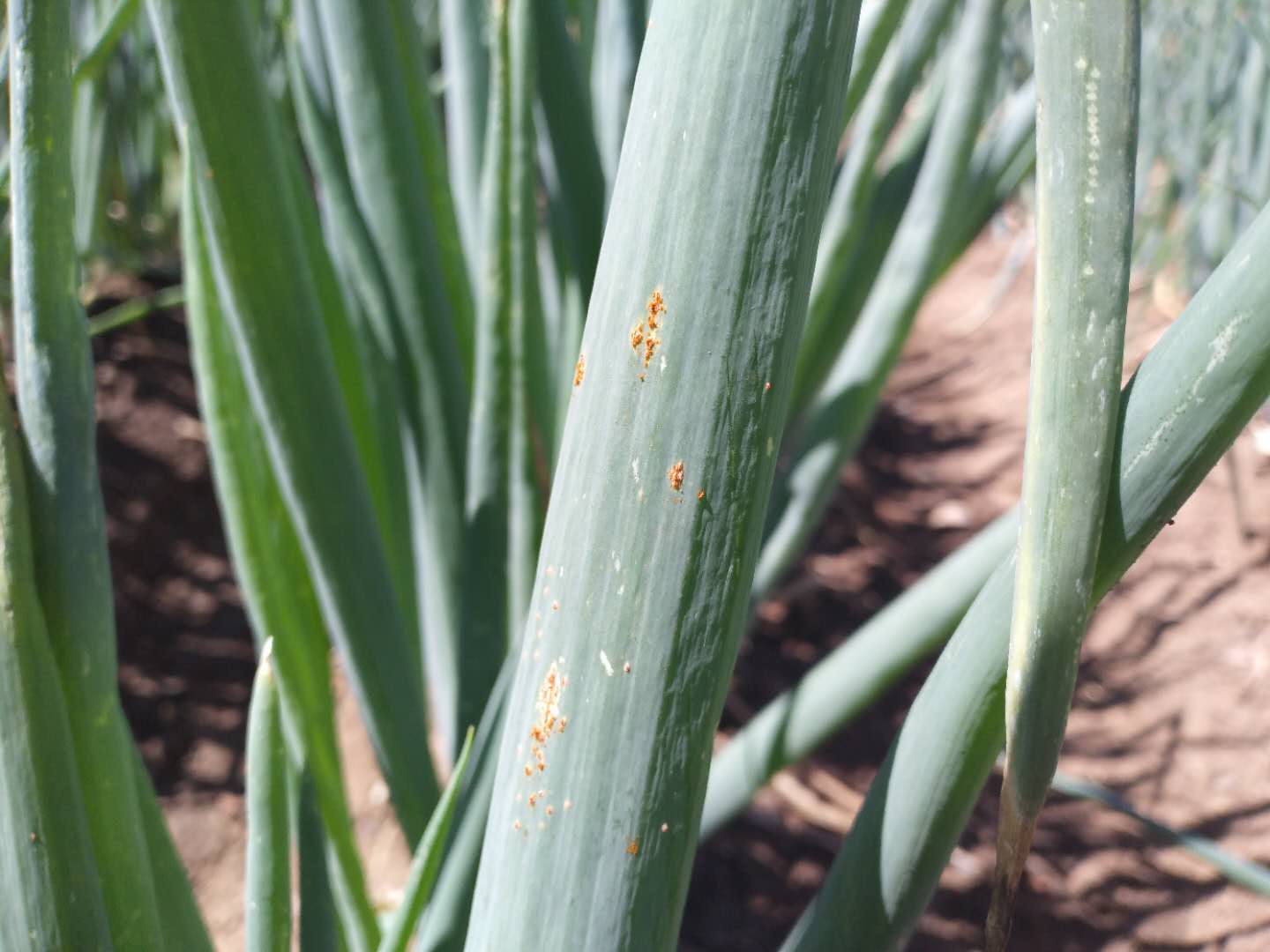 大葱红锈病是怎么回事,大葱有黄锈病怎样治