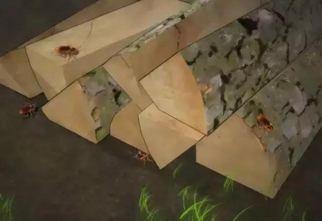 目前最有效的灭蟑螂方法,四种灭蟑螂的方法哪种更适合你