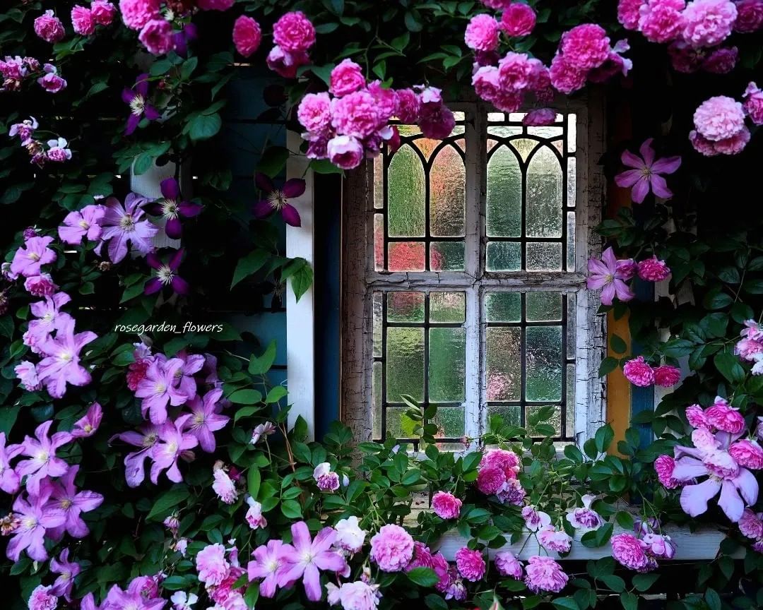 太毒了！“别人家”的月季花园，美到让人窒息