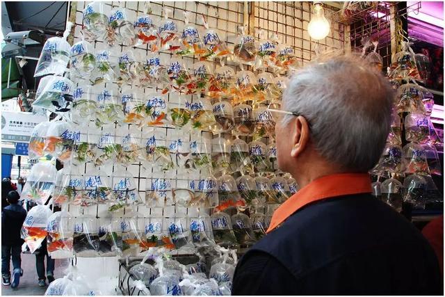 东北老铁卖车,东北老铁卖活猪