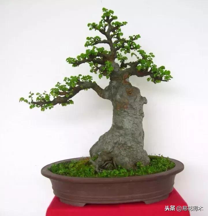 榔榆盆景的鉴赏与养护注意事项,榔榆盆景养护