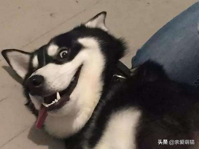 主人测试晕倒后哈士奇的反应,主人假装晕倒测试狗狗哈士奇