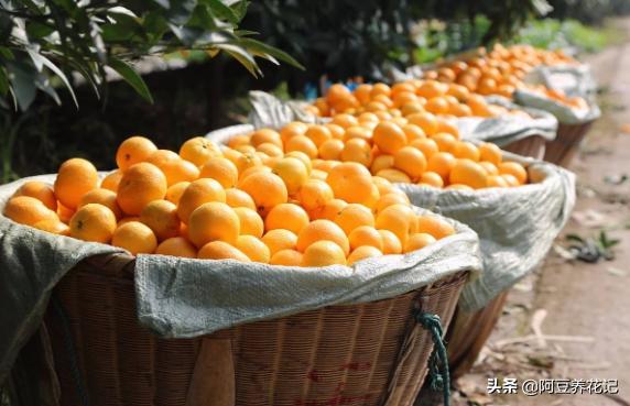 北方柑橘怎样枝繁叶茂,盆栽柑橘怎么避免黄叶