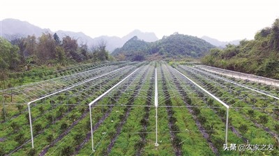 融安县大良镇古兰村覃彩榴带领群众建设脱贫致富路的故事