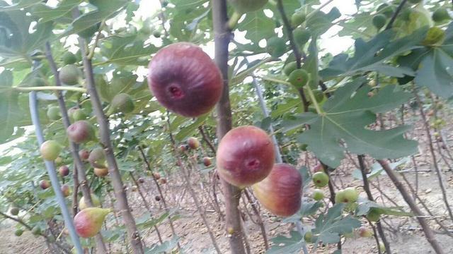 无花果可以种在家里面吗,怎样种盆栽无花果