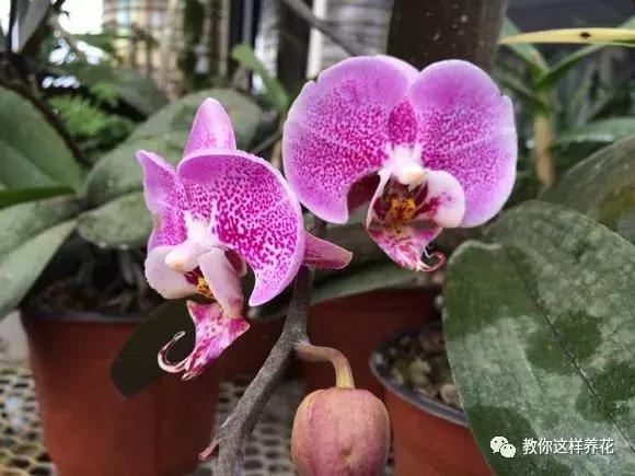 养蝴蝶兰花用营养土可以吗,养蝴蝶兰用苔藓还需要土吗