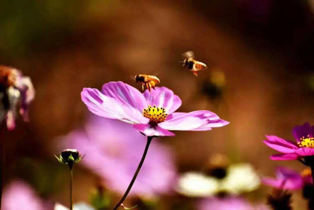 刺猬放生在何处,刺猬放生有什么讲究