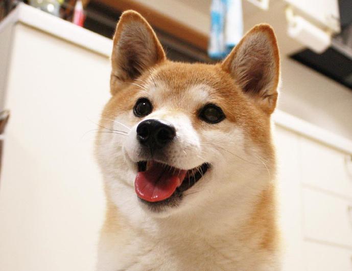 这些狗是“笑面狗”,它犯错了,你也不舍得打