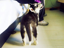 狗界的拆家神器哈士奇,拆家大队哈士奇全集