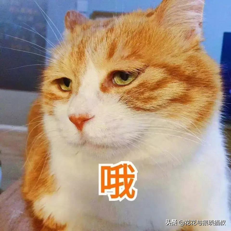 猫拉屎特别臭怎么回事,猫拉屎一直很臭什么原因