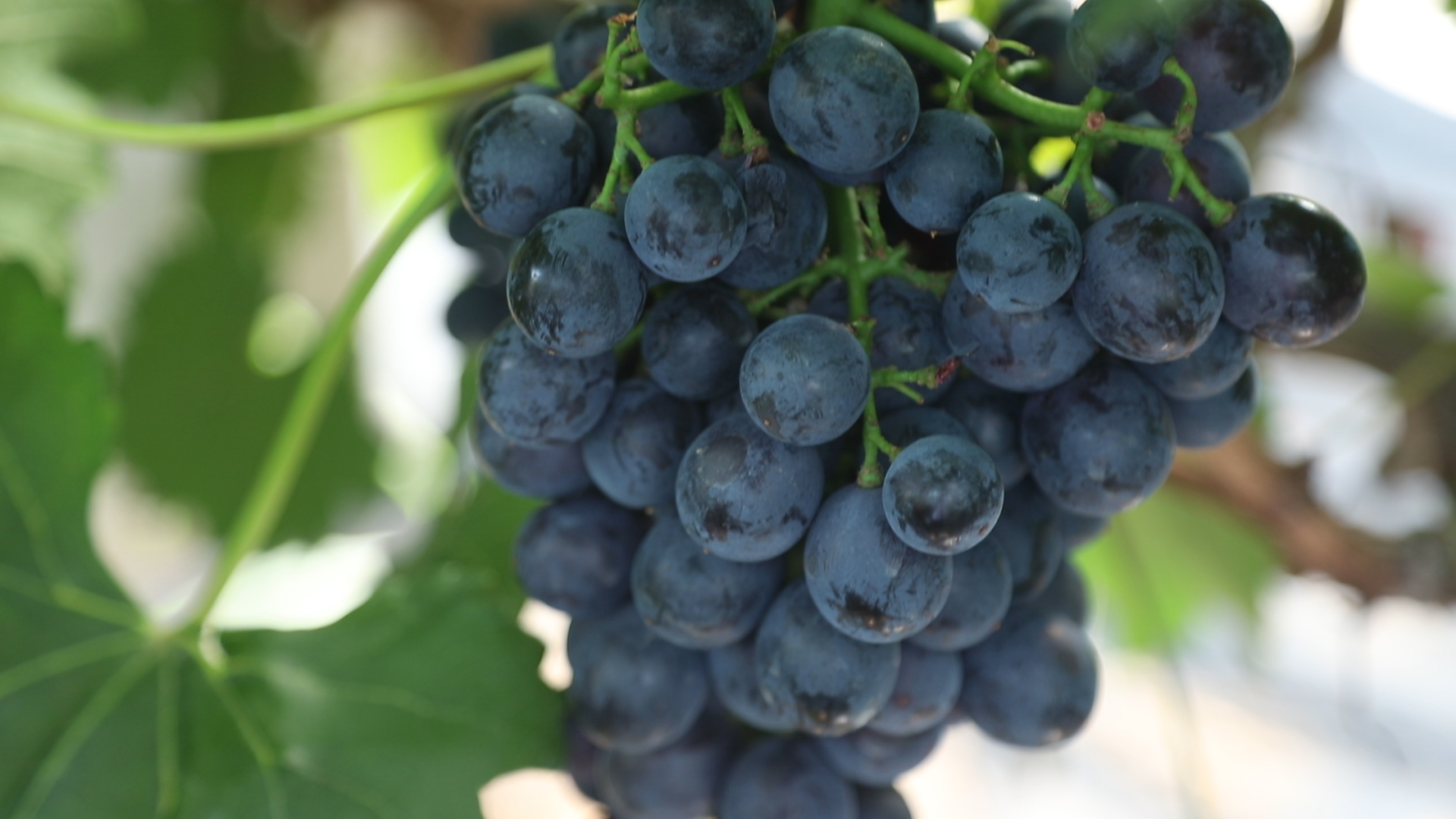 葡萄种植简单却又不简单?葡萄成熟之际的两项三注意,一定做好