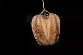 比香烟致癌的食物 (比香烟更毒的危害)