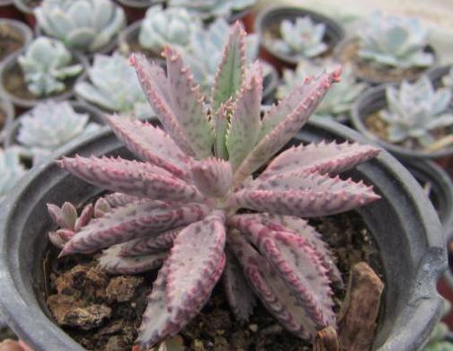 养鸟不死的诀窍,不死鸟的养殖方法与功效