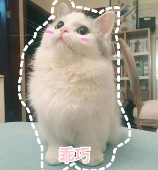 猫咪半夜挠卧室门怎么纠正,不想猫咪上床怎么办