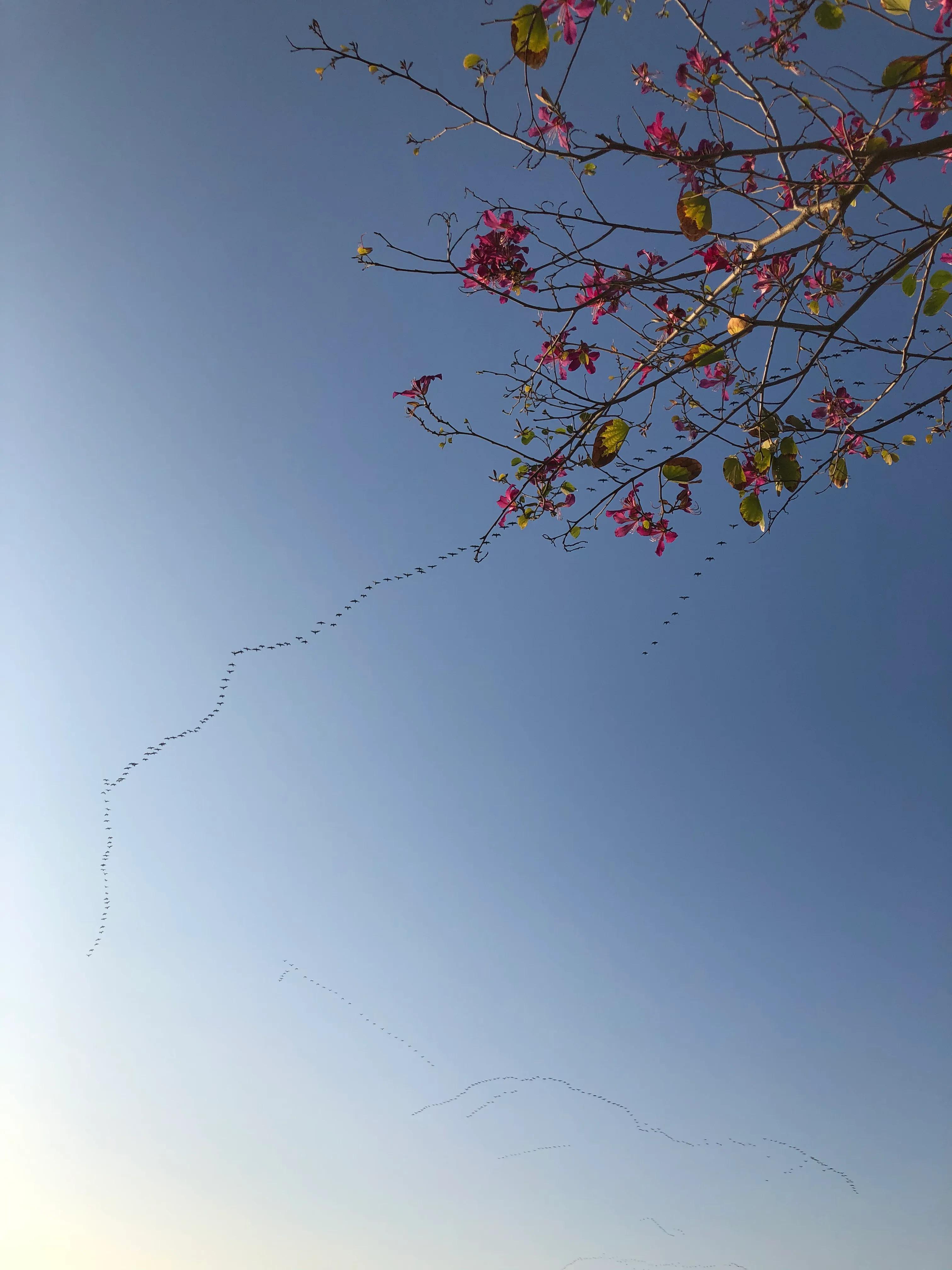 厦门集美学村龙舟池好玩吗,厦门集美学村龙舟池捞鱼