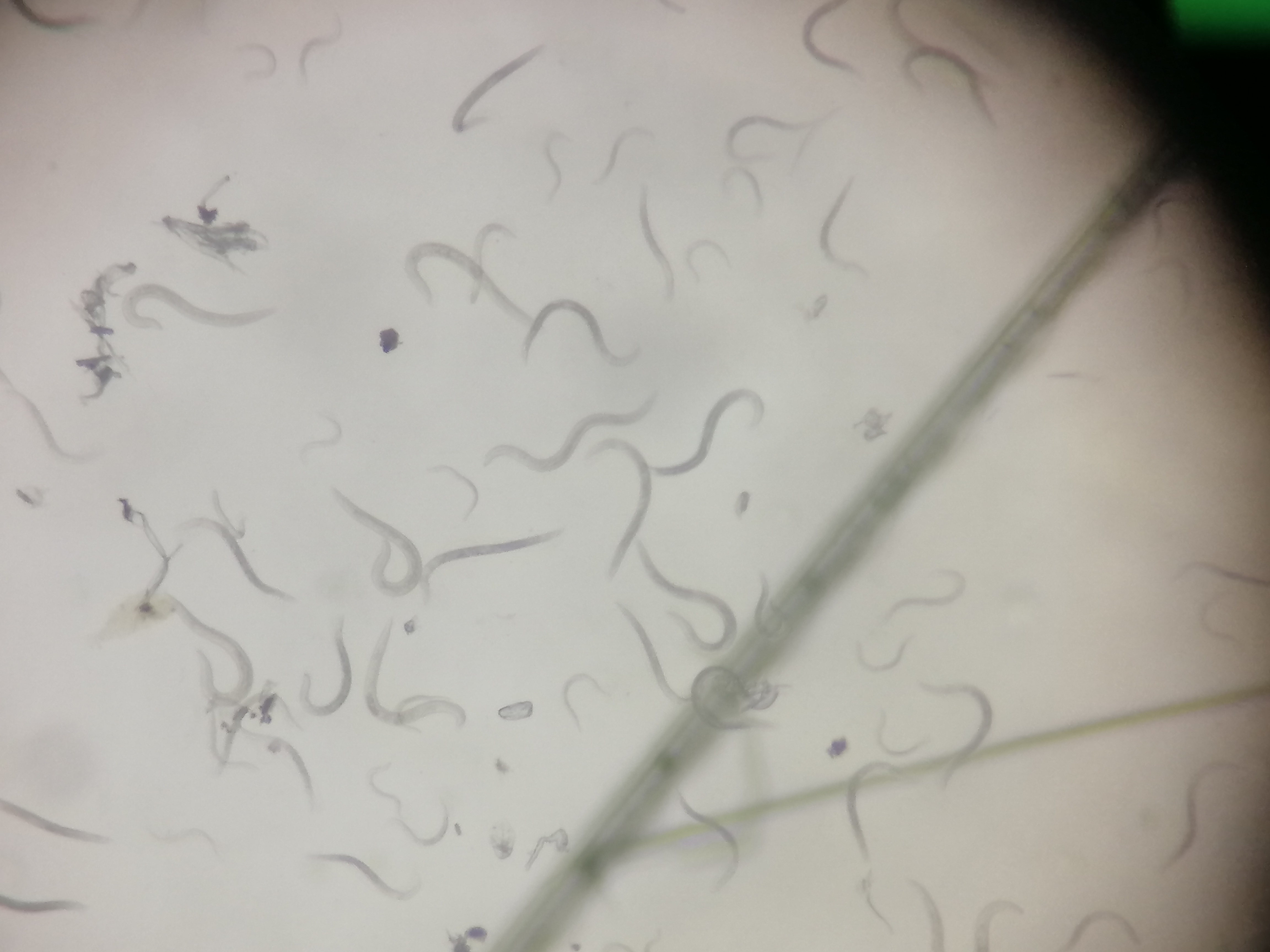 线虫怎么灭,防治线虫最好的方法