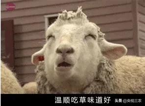 怎么辨别羊肉是山羊肉还是绵羊肉,羊肉是山羊肉好吃还是绵羊肉好吃